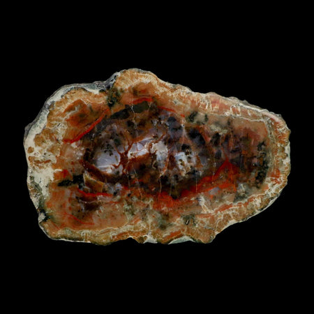 5.5" Dinosaur Coprolite Fossil Polished Slab Specimen Poop Dung Harry Mountain Utah
