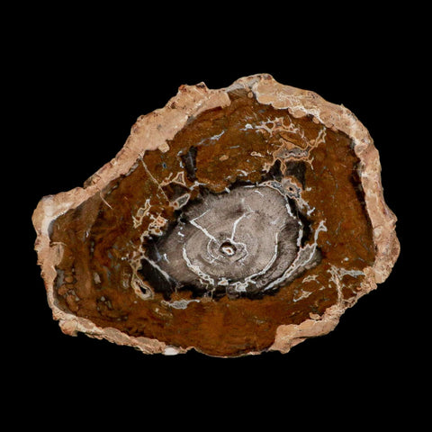 5.1" Fossilized Polished Petrified Wood Branch Madagascar 66-225 Million Yrs Old - Fossil Age Minerals