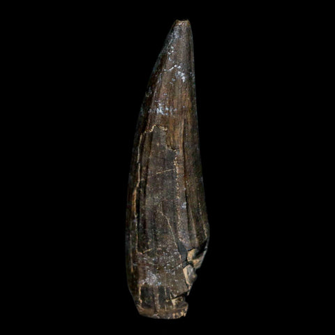 1.5" Suchomimus Fossil Tooth Cretaceous Spinosaurid Dinosaur Elraz FM Niger COA - Fossil Age Minerals