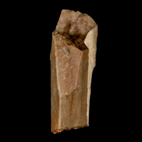 1" Tyrannosaurus Rex Fossil Bone Dinosaur Lance Creek Formation Wyoming COA - Fossil Age Minerals