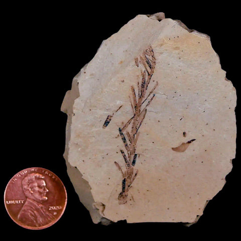 1.9" Detailed Fossil Plant Leafs Metasequoia Dawn Redwood Oligocene Age MT COA - Fossil Age Minerals