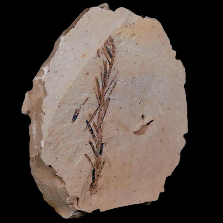 1.9" Detailed Fossil Plant Leafs Metasequoia Dawn Redwood Oligocene Age MT COA