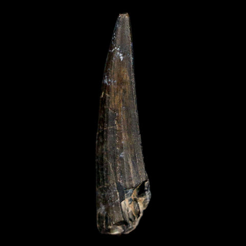 1.5" Suchomimus Fossil Tooth Cretaceous Spinosaurid Dinosaur Elraz FM Niger COA - Fossil Age Minerals
