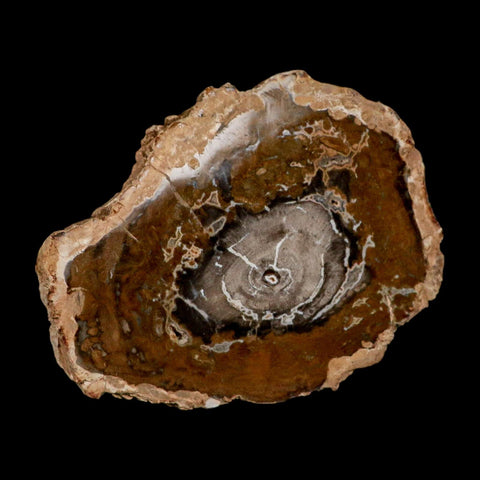 5.1" Fossilized Polished Petrified Wood Branch Madagascar 66-225 Million Yrs Old - Fossil Age Minerals