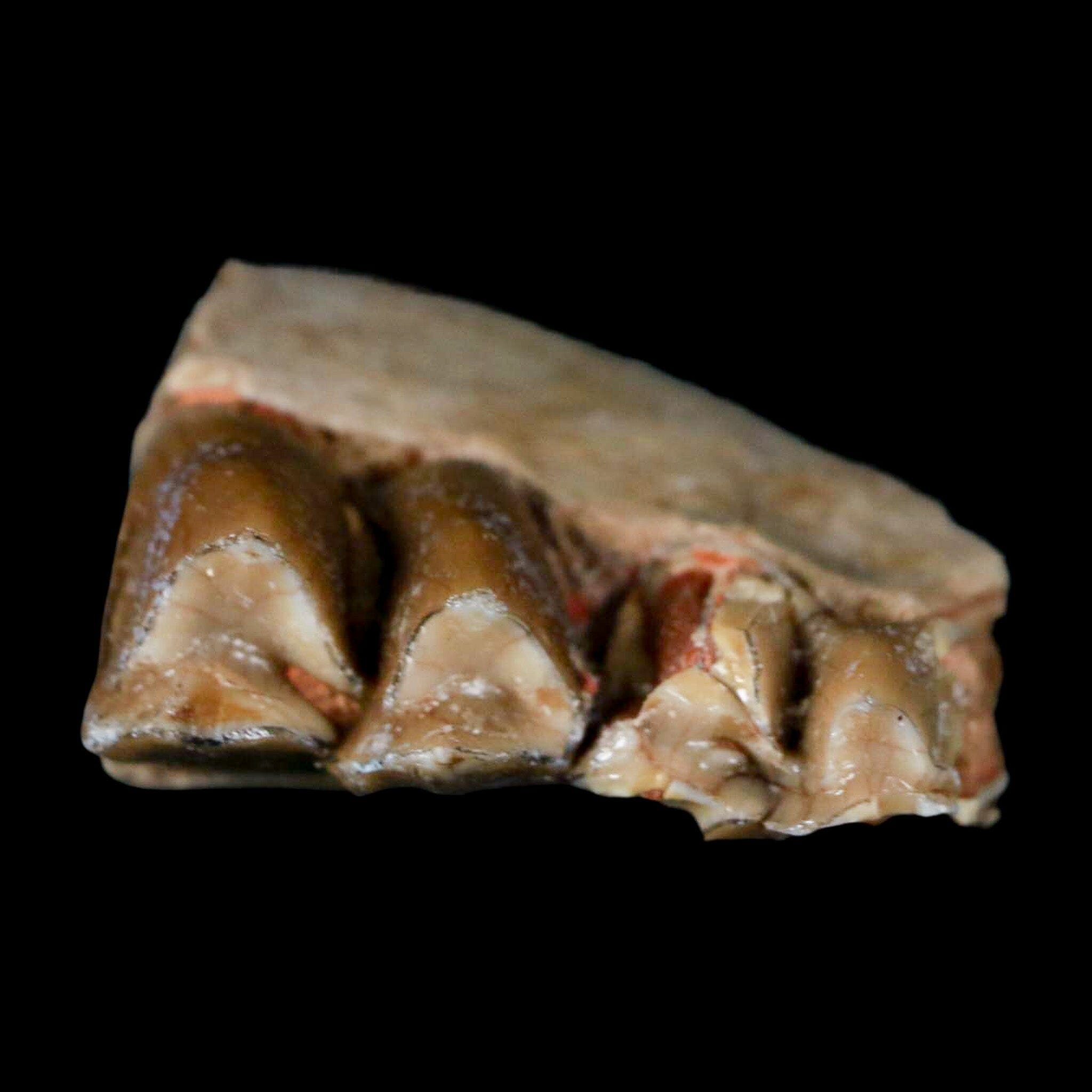 0.8" Poebrotherium Wilsoni Fossil Jaw Teeth Primitive Camel SD Badlands COA Display - Fossil Age Minerals
