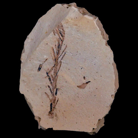 1.9" Detailed Fossil Plant Leafs Metasequoia Dawn Redwood Oligocene Age MT COA - Fossil Age Minerals