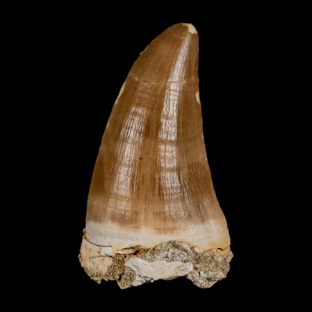 XL 2.1" Tylosaurus Mosasaur Fossil Tooth Cretaceous Dinosaur Era COA, Stand