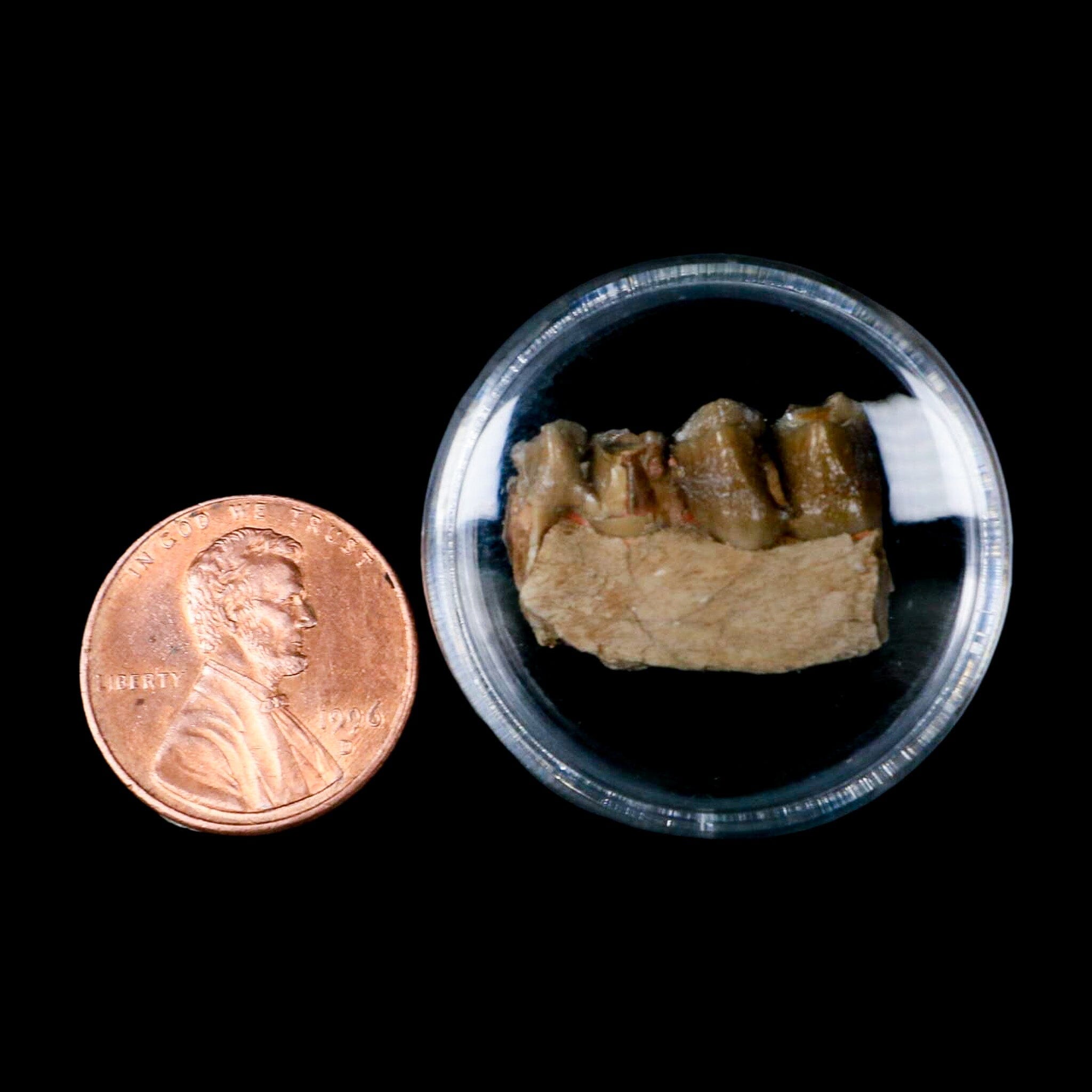 0.8" Poebrotherium Wilsoni Fossil Jaw Teeth Primitive Camel SD Badlands COA Display - Fossil Age Minerals