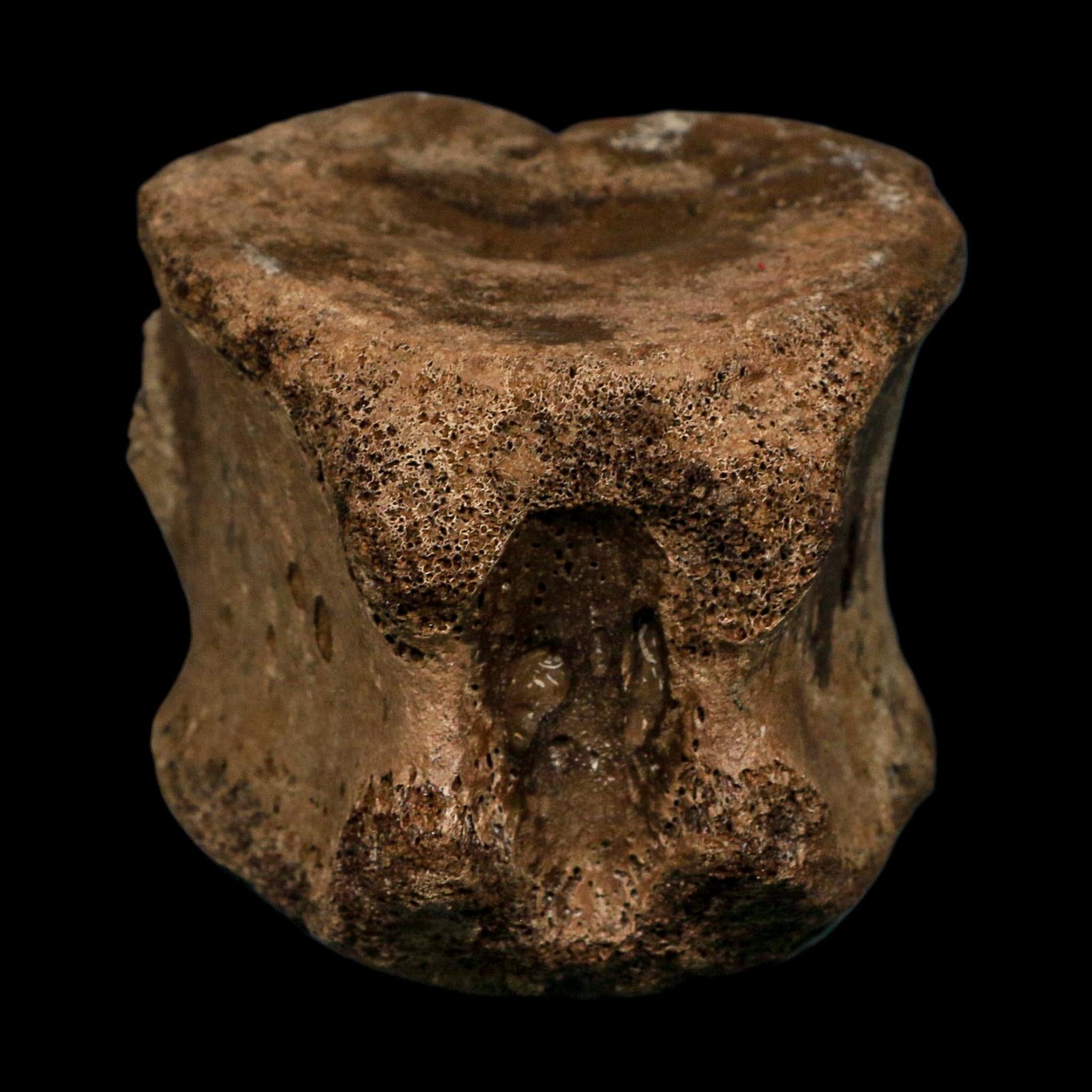 3 Brachylophosaurus Fossil Vertebrae's Cretaceous Dinosaur Judith River FM MT COA