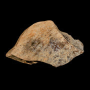 1.4" Tyrannosaurus Rex Fossil Bone Dinosaur Lance Creek Formation Wyoming COA
