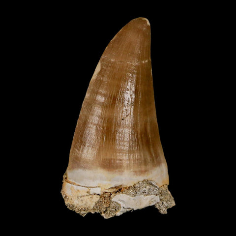 XL 2.1" Tylosaurus Mosasaur Fossil Tooth Cretaceous Dinosaur Era COA, Stand - Fossil Age Minerals