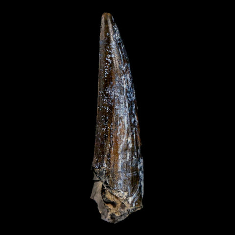 1.5" Suchomimus Fossil Tooth Cretaceous Spinosaurid Dinosaur Elraz FM Niger COA - Fossil Age Minerals