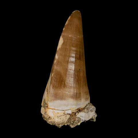 XL 2.1" Tylosaurus Mosasaur Fossil Tooth Cretaceous Dinosaur Era COA, Stand - Fossil Age Minerals