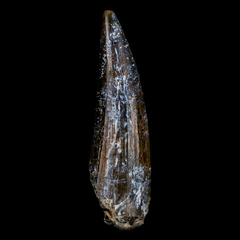 1.5" Suchomimus Fossil Tooth Cretaceous Spinosaurid Dinosaur Elraz FM Niger COA - Fossil Age Minerals