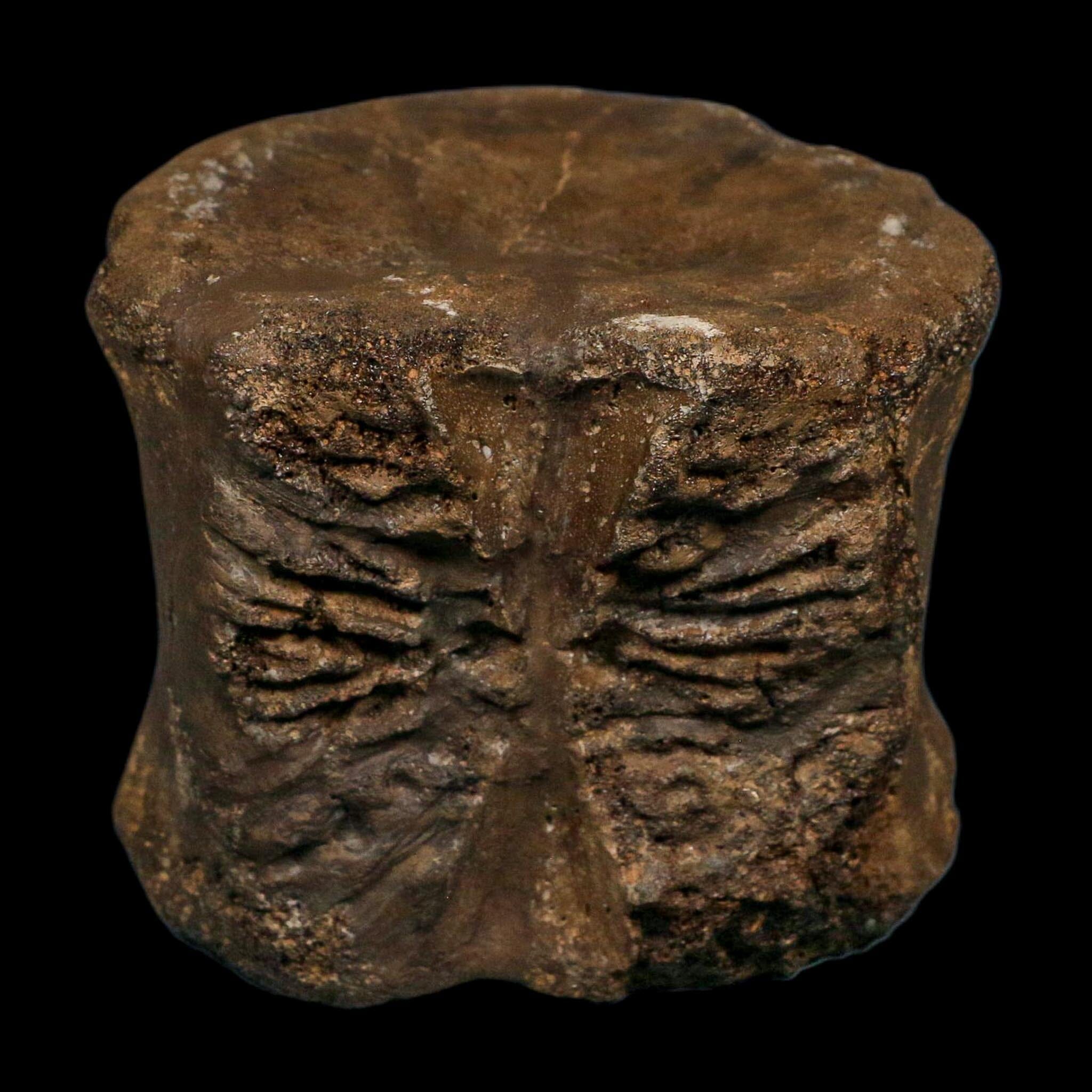 3 Brachylophosaurus Fossil Vertebrae's Cretaceous Dinosaur Judith River FM MT COA
