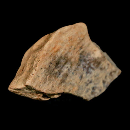 1.4" Tyrannosaurus Rex Fossil Bone Dinosaur Lance Creek Formation Wyoming COA