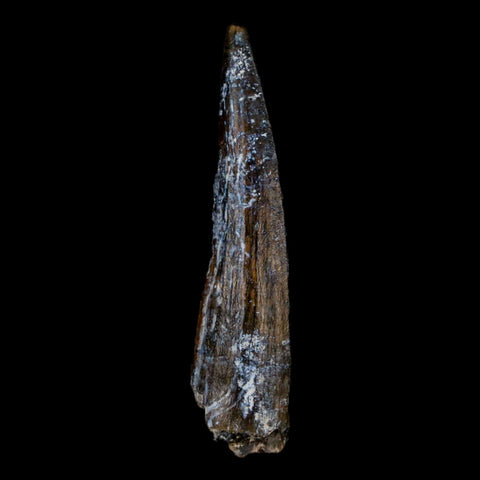 1.5" Suchomimus Fossil Tooth Cretaceous Spinosaurid Dinosaur Elraz FM Niger COA - Fossil Age Minerals