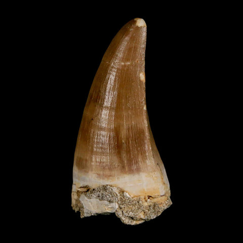 XL 2.1" Tylosaurus Mosasaur Fossil Tooth Cretaceous Dinosaur Era COA, Stand - Fossil Age Minerals