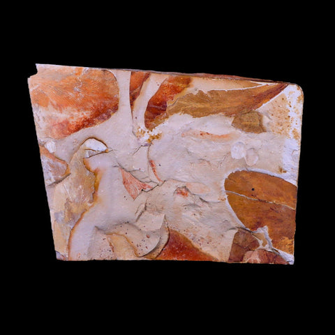 4.4" Detailed Glossopteris Browniana Fossil Plant Leafs Permian Age Australia - Fossil Age Minerals