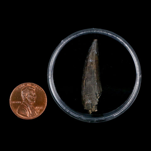 1.5" Suchomimus Fossil Tooth Cretaceous Spinosaurid Dinosaur Elraz FM Niger COA - Fossil Age Minerals