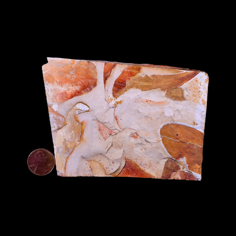 4.4" Detailed Glossopteris Browniana Fossil Plant Leafs Permian Age Australia - Fossil Age Minerals