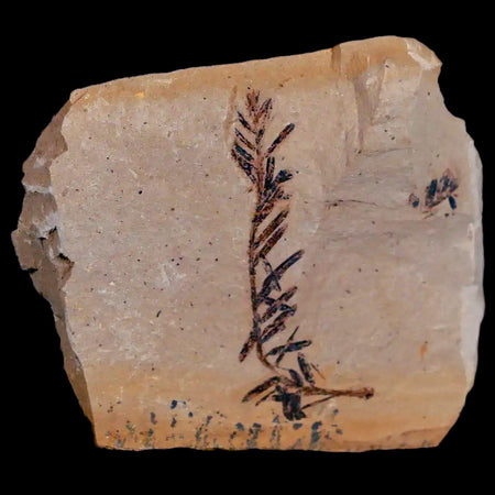 1.7" Detailed Fossil Plant Leafs Metasequoia Dawn Redwood Oligocene Age MT COA