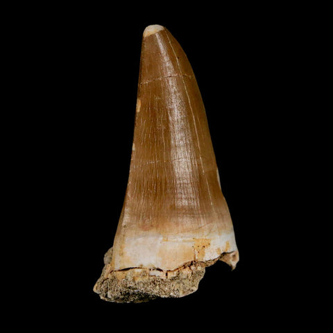 XL 2.1" Tylosaurus Mosasaur Fossil Tooth Cretaceous Dinosaur Era COA, Stand - Fossil Age Minerals