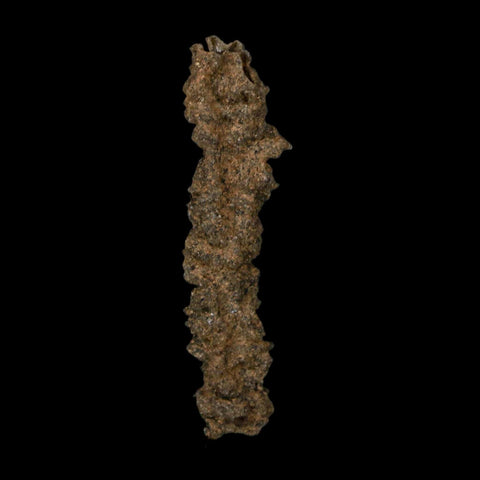 2.8" Fulgurite Petrified Lightning Strike Glass Sahara Desert Algeria - Fossil Age Minerals