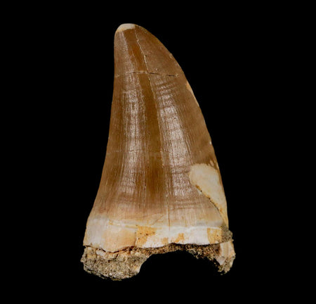 XL 2.1" Tylosaurus Mosasaur Fossil Tooth Cretaceous Dinosaur Era COA, Stand