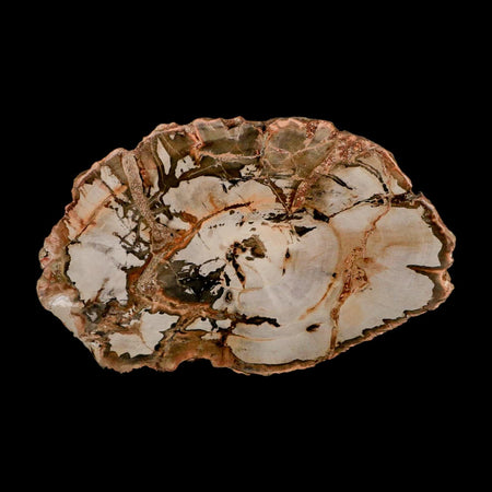 5" Fossilized Polished Petrified Wood Branch Madagascar 66-225 Million Yrs Old