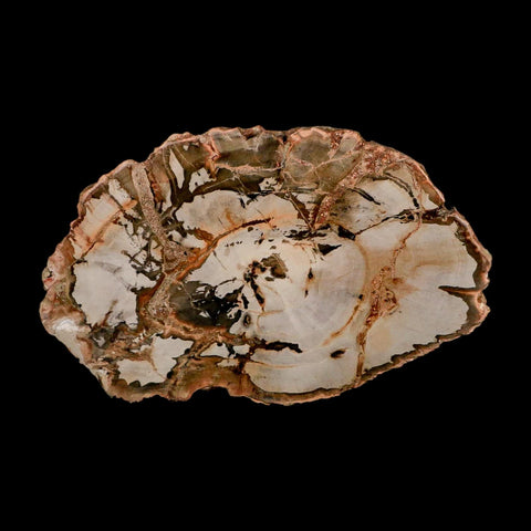 5" Fossilized Polished Petrified Wood Branch Madagascar 66-225 Million Yrs Old - Fossil Age Minerals