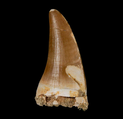 XL 2.1" Tylosaurus Mosasaur Fossil Tooth Cretaceous Dinosaur Era COA, Stand - Fossil Age Minerals