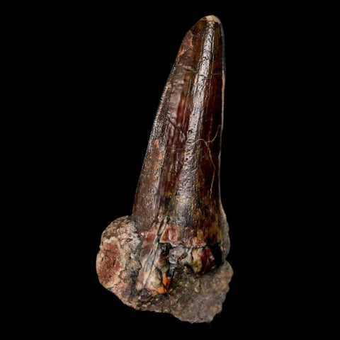 1.6" Suchomimus Fossil Tooth Cretaceous Spinosaurid Dinosaur Elraz FM Niger COA - Fossil Age Minerals