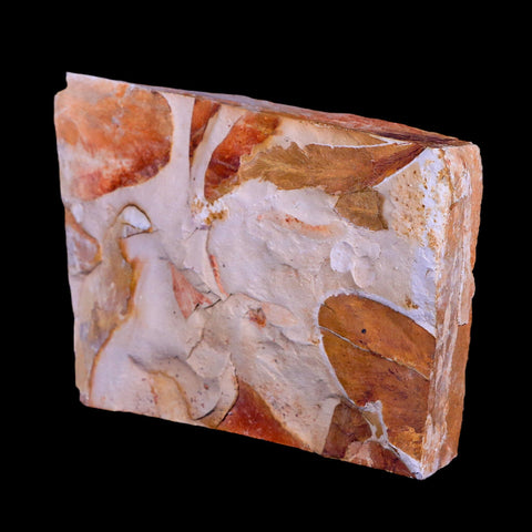 4.4" Detailed Glossopteris Browniana Fossil Plant Leafs Permian Age Australia - Fossil Age Minerals