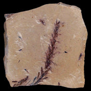 1.9" Detailed Fossil Plant Leafs Metasequoia Dawn Redwood Oligocene Age MT COA