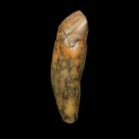 2" Extinct Cave Bear Ursus Spelaeus Incisor Tooth Rooted Pleistocene Age COA, Stand - Fossil Age Minerals