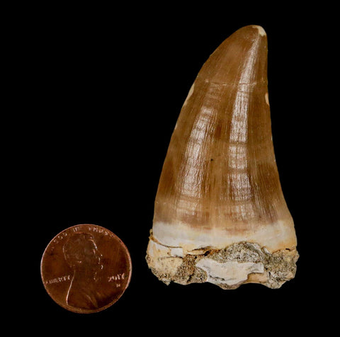 XL 2.1" Tylosaurus Mosasaur Fossil Tooth Cretaceous Dinosaur Era COA, Stand - Fossil Age Minerals