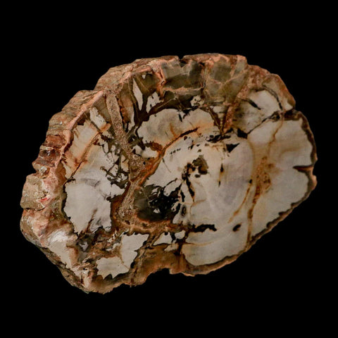 5" Fossilized Polished Petrified Wood Branch Madagascar 66-225 Million Yrs Old - Fossil Age Minerals