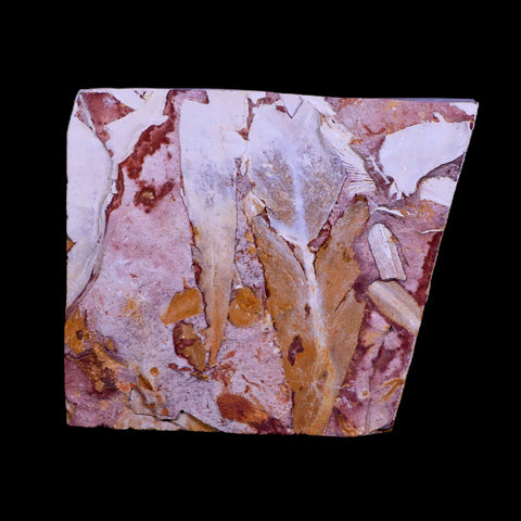 3.3" Detailed Glossopteris Browniana Fossil Plant Leafs Permian Age Australia - Fossil Age Minerals