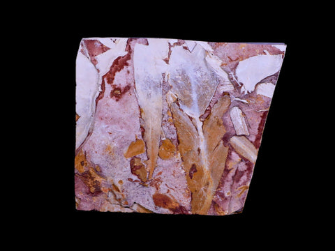 3.3" Detailed Glossopteris Browniana Fossil Plant Leafs Permian Age Australia - Fossil Age Minerals