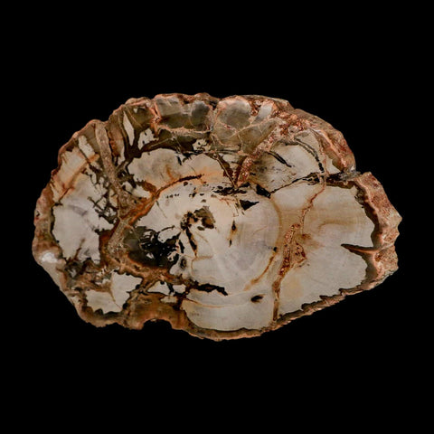 5" Fossilized Polished Petrified Wood Branch Madagascar 66-225 Million Yrs Old - Fossil Age Minerals