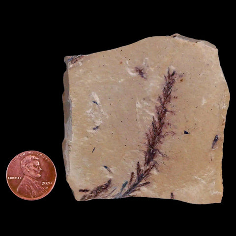 1.9" Detailed Fossil Plant Leafs Metasequoia Dawn Redwood Oligocene Age MT COA - Fossil Age Minerals