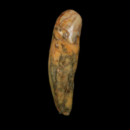 2" Extinct Cave Bear Ursus Spelaeus Incisor Tooth Rooted Pleistocene Age COA, Stand