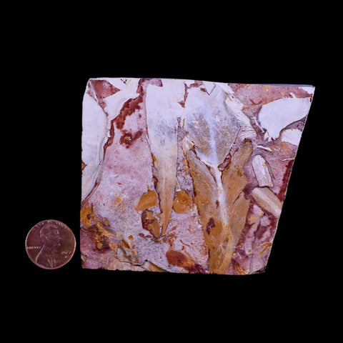 3.3" Detailed Glossopteris Browniana Fossil Plant Leafs Permian Age Australia - Fossil Age Minerals