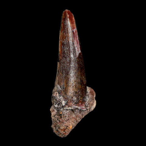 1.6" Suchomimus Fossil Tooth Cretaceous Spinosaurid Dinosaur Elraz FM Niger COA - Fossil Age Minerals