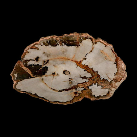 5" Fossilized Polished Petrified Wood Branch Madagascar 66-225 Million Yrs Old