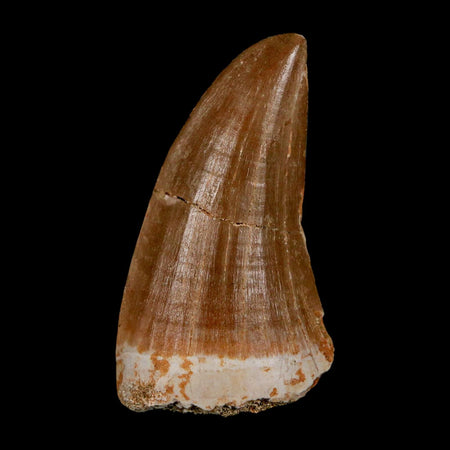1.9" Tylosaurus Mosasaur Fossil Tooth Cretaceous Dinosaur Era COA, Stand