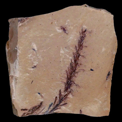 1.9" Detailed Fossil Plant Leafs Metasequoia Dawn Redwood Oligocene Age MT COA - Fossil Age Minerals