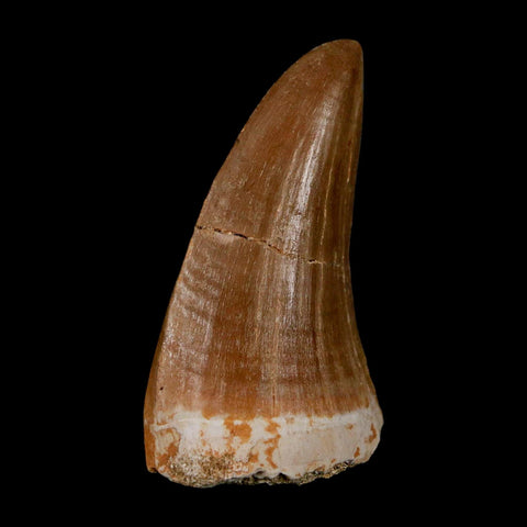 1.9" Tylosaurus Mosasaur Fossil Tooth Cretaceous Dinosaur Era COA, Stand - Fossil Age Minerals