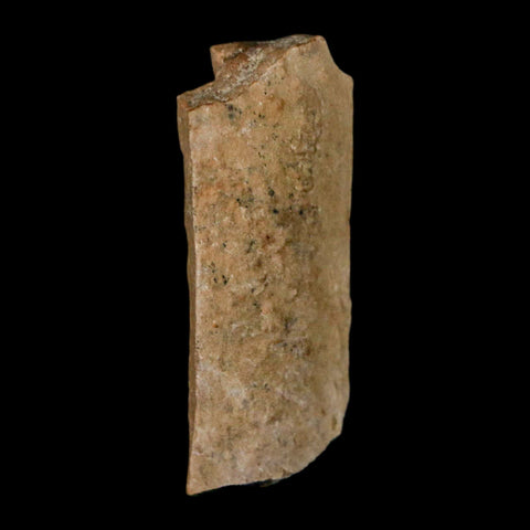 1.2" Tyrannosaurus Rex Fossil Bone Dinosaur Lance Creek Formation Wyoming COA - Fossil Age Minerals